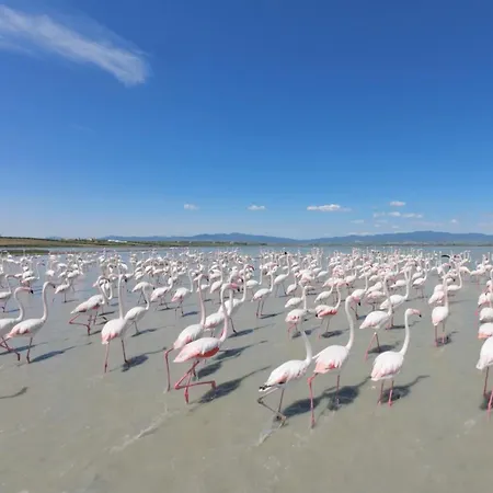 فيلة Avocetta Luxury By Travelpro - Halkidiki